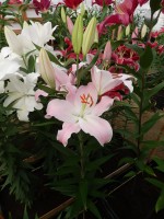 [4275 Oder Mak No201.JPG]